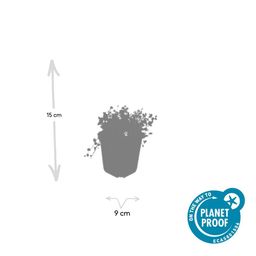 Garden basics 6x Isotoma fluviatilis 'Alba'- ↕10-25cm - Ø9cm (47866)
