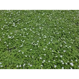 Garden basics 6x Isotoma fluviatilis 'Alba'- ↕10-25cm - Ø9cm (47866)