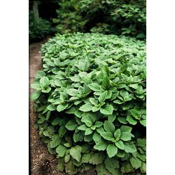 Garden basics 12x Pachysandra terminalis - ↕10-25cm - Ø9cm (46965)