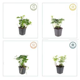 Garden basics 12x Pachysandra terminalis - ↕10-25cm - Ø9cm (46965)