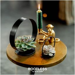 Rootless by aloe demi ROOTLESS Succulent Echeveria Lilacina op Deco tafelstandaard Ø20 cm (8721001420254)