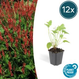 Garden basics 12x Persicaria amplexicaulis - ↕10-25cm - Ø9cm (47961)