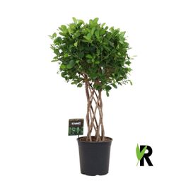 Ficus Moclame gevlochten cilinder - 120 cm (46058)