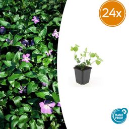 Garden basics 24x Vinca major - ↕10-25cm - Ø9cm (50486)