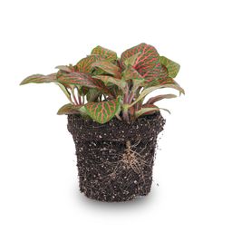 Fittonia red - Mosaic plant - potmaat 8 (8720872022512)