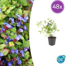 Garden basics 48x Ceratostigma plumbaginoides - ↕10-25cm - Ø9cm (50279)