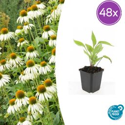 Garden basics 48x Echinacea p. 'White Swan' - ↕10-25cm - Ø9cm (50401)