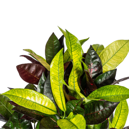 Codiaeum 'Croton' Iceton met mand Ø21cm - ↕60 (48780)