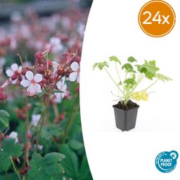 Garden basics 24x Geranium macr. 'Spessart' - ↕10-25cm - Ø9cm (50426)