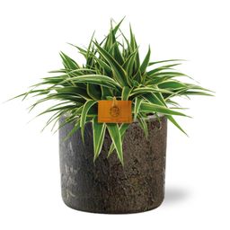 Chlorophytum Ocean - Maas Pot D16x14cm - Bruin (42193)