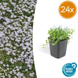 Garden basics 24x Isotoma fluviatilis - ↕10-25cm - Ø9cm (50453)