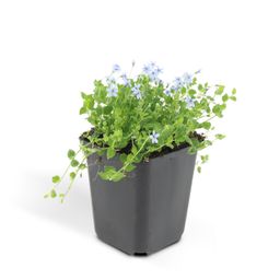 Garden basics 24x Isotoma fluviatilis - ↕10-25cm - Ø9cm (50453)