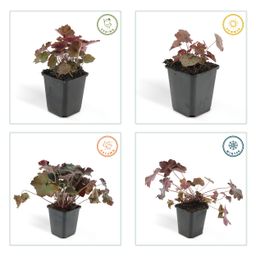 Garden basics 6x Heuchera mic. 'Palace Purple' - ↕10-25cm - Ø9cm (46934)