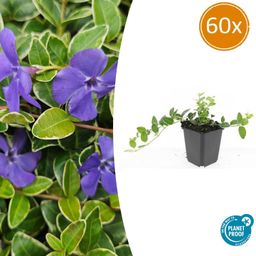 Garden basics 60x Vinca minor 'Argenteovariegata' - ↕10-25cm - Ø9cm (48024)