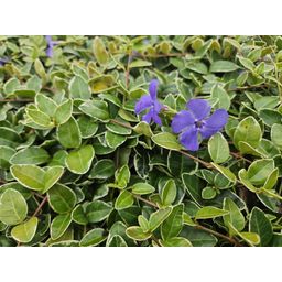 Garden basics 60x Vinca minor 'Argenteovariegata' - ↕10-25cm - Ø9cm (48024)