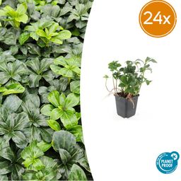 Garden basics 24x Pachysandra term. 'Green Sheen' - ↕10-25cm - Ø9cm (50488)