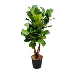 Ficus Lyrata vertakt XL - 200cm - ø34 (8721055693505)