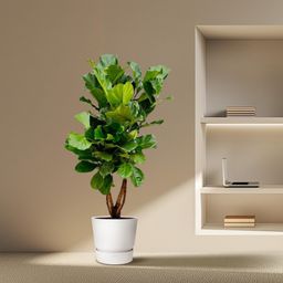 Ficus Lyrata vertakt XL - 200cm - ø34 (8721055693505)