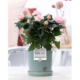 Rosa Light Pink In P&PURE Lauren Ceramics (53387)