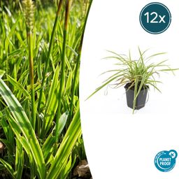 Garden basics 12x Carex morrowii 'Aureovariegata' - ↕10-25cm - Ø9cm (47632)