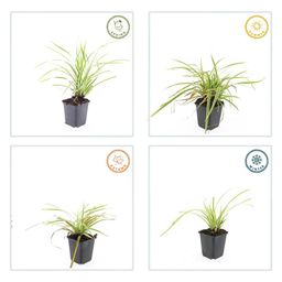 Garden basics 12x Carex morrowii 'Aureovariegata' - ↕10-25cm - Ø9cm (47632)