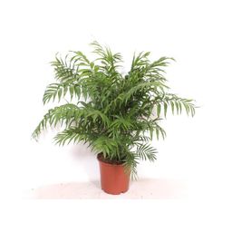 Chamaedorea Elegans - 100 cm - Ø24cm (8721081686694)