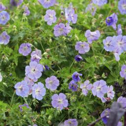 Garden basics 24x Geranium Rozanne - ↕10-25cm - Ø9cm (50320)