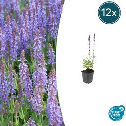 Garden basics 12x Salvia nem. 'Caradonna' - ↕10-25cm - Ø9cm (47986)