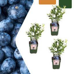 Premium basics 3 x Bosbessenplanten BIO - Ø 13 cm - ↨ 20 cm (48363)