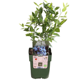 Premium basics 3 x Bosbessenplanten BIO - Ø 13 cm - ↨ 20 cm (48363)
