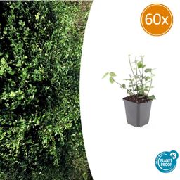 Garden basics 60x Euonymus fort. 'Coloratus' - ↕10-25cm - Ø9cm (47700)