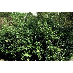 Garden basics 60x Euonymus fort. 'Coloratus' - ↕10-25cm - Ø9cm (47700)