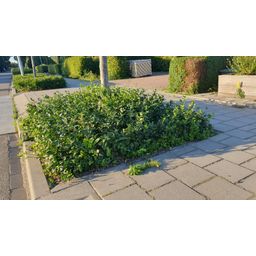 Garden basics 60x Euonymus fort. 'Coloratus' - ↕10-25cm - Ø9cm (47700)