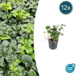 Garden basics 12x Pachysandra term. 'Green Sheen' - ↕10-25cm - Ø9cm (47946)