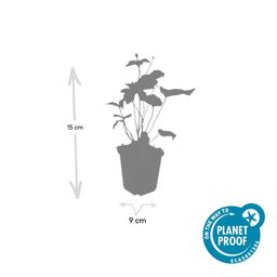 Garden basics 24x Anemone hyb. 'Honorine Jobert' - ↕10-25cm - Ø9cm (50364)