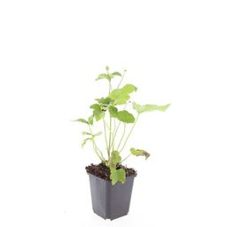 Garden basics 24x Anemone hyb. 'Honorine Jobert' - ↕10-25cm - Ø9cm (50364)