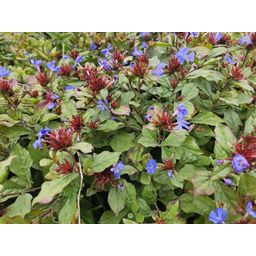 Garden basics 60x Ceratostigma plumbaginoides - ↕10-25cm - Ø9cm (46878)