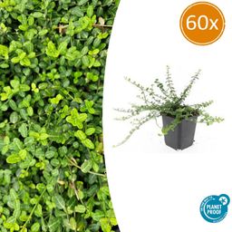 Garden basics 60x Euonymus fort. 'Minimus' - ↕10-25cm - Ø9cm (47719)