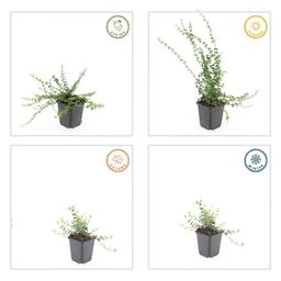 Garden basics 60x Euonymus fort. 'Minimus' - ↕10-25cm - Ø9cm (47719)
