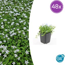 Garden basics 48x Isotoma fluviatilis 'Alba'- ↕10-25cm - Ø9cm (50456)