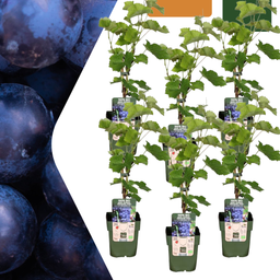 Premium basics 6 x Biologische Druivenplanten - Ø 13 cm - ↨ 20 cm (48372)