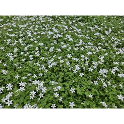 Garden basics 48x Isotoma fluviatilis 'Alba'- ↕10-25cm - Ø9cm (50456)