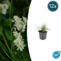 Garden basics 12x Luzula nivea - ↕10-25cm - Ø9cm (47922)