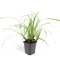 Garden basics 48x Carex morrowii 'Ice Dance' - ↕10-25cm - Ø9cm (50383)