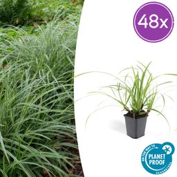 Garden basics 48x Carex morrowii 'Ice Dance' - ↕10-25cm - Ø9cm (50383)