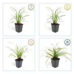 Garden basics 48x Carex morrowii 'Ice Dance' - ↕10-25cm - Ø9cm (50383)