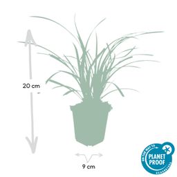 Garden basics 48x Carex morrowii 'Ice Dance' - ↕10-25cm - Ø9cm (50383)