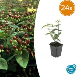 Garden basics 24x Hypericum inodorum - ↕10-25cm - Ø9cm (50448)