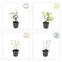 Garden basics 24x Hypericum inodorum - ↕10-25cm - Ø9cm (50448)