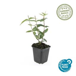 Garden basics 24x Hypericum inodorum - ↕10-25cm - Ø9cm (50448)